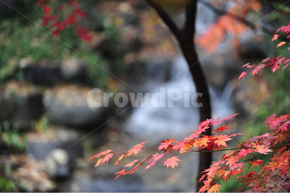 가을,나무잎,단풍,leaf,tree,가을,계절,fall,autumn,season