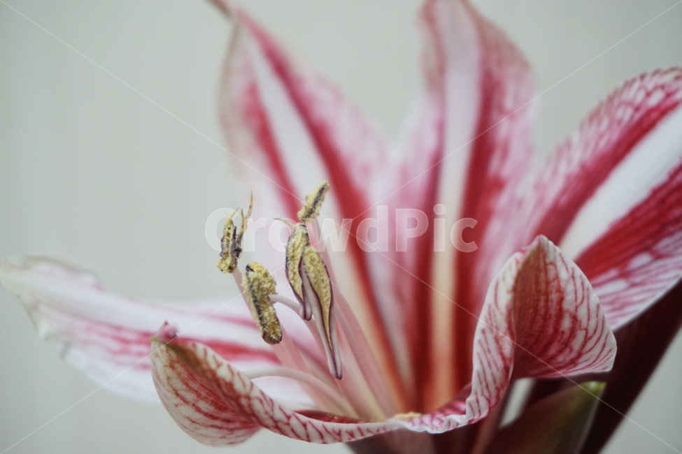 난,꽃,식물,flower,plant,nature,자연,식물,자연,plants,nature,꽃,flower
