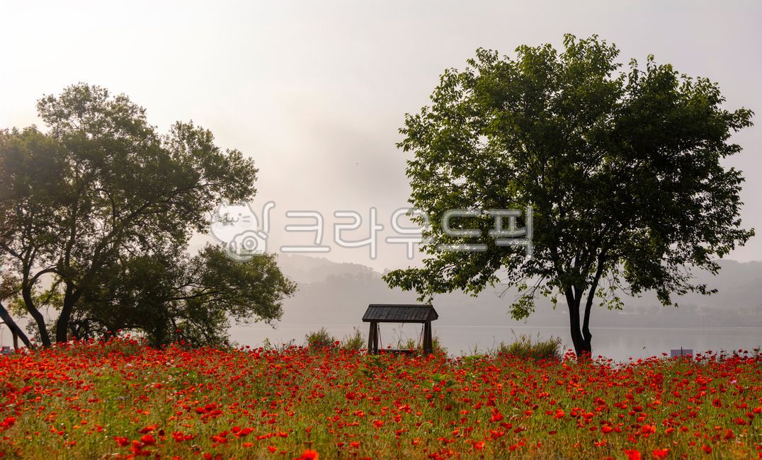 poppy flower,poppyflower,shape,pattern,tree