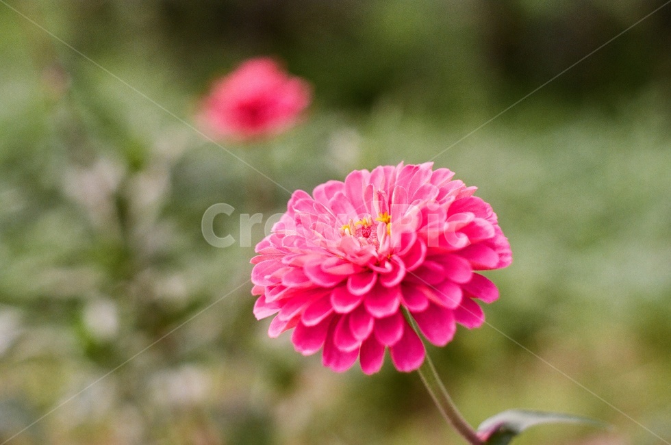 flower,dahlia,달리아,blossom,꽃,plant,식물,geranium,제라늄,필름,필름사진,식물,자연,plants,nature,꽃,flower