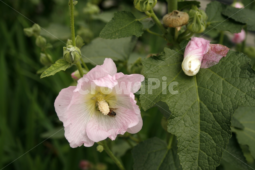 접시꽃,식물,flower,plants,nature,꽃,꽃봉오리,식물,자연,plants,nature,꽃,flower
