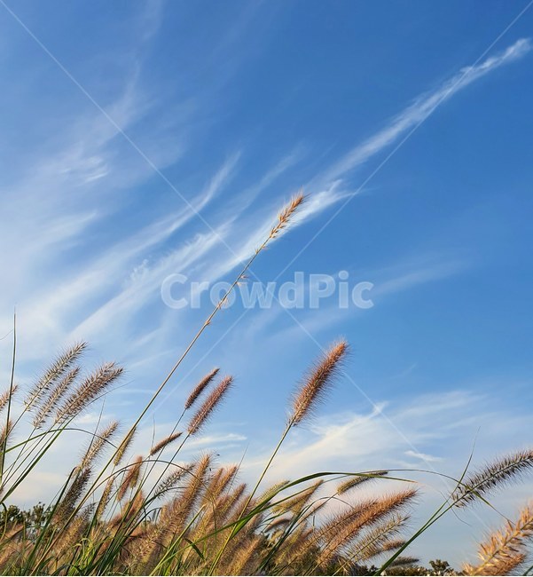 plant,식물,바람,구름,가을,하늘,자연,풍경,nature,landscape,grass,잔디,lawn
