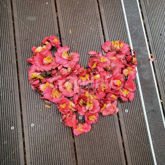 동백꽃,하트꽃,자연,사랑,flower