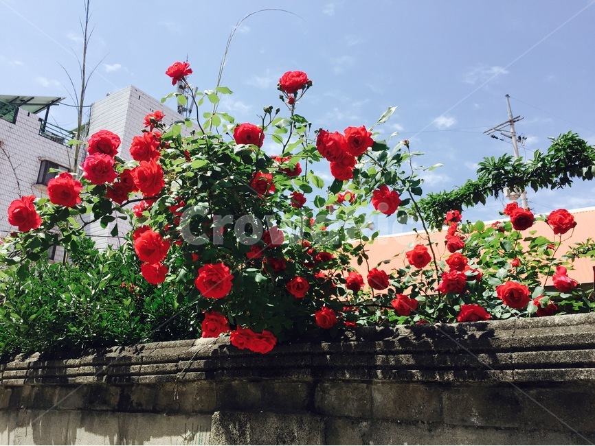 풍경,봄,장미,빨강,꽃,식물,자연,plants,nature,꽃,flower
