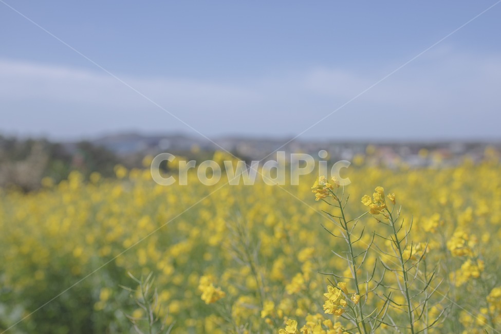 꽃,제주,풍경,유채꽃,맑은날씨,유채,유채꽃밭,봄,계절,spring,season,자연,풍경,nature,landscape,field,들,outdoors,옥외,grassland,목초지