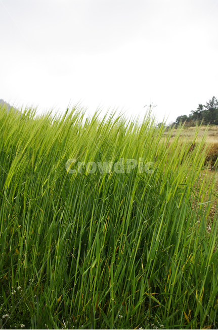 청보리,보리밭,식물,plant,자연,nature,봄,spring,식물,자연,plants,nature