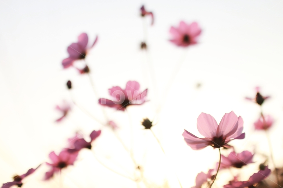 코스모스가을,가을꽃,해질녘,노을,가을볕,가을,계절,fall,autumn,season,식물,자연,plants,nature,꽃,flower,감성,sensible,feeling,plant,blossom,petal,꽃잎