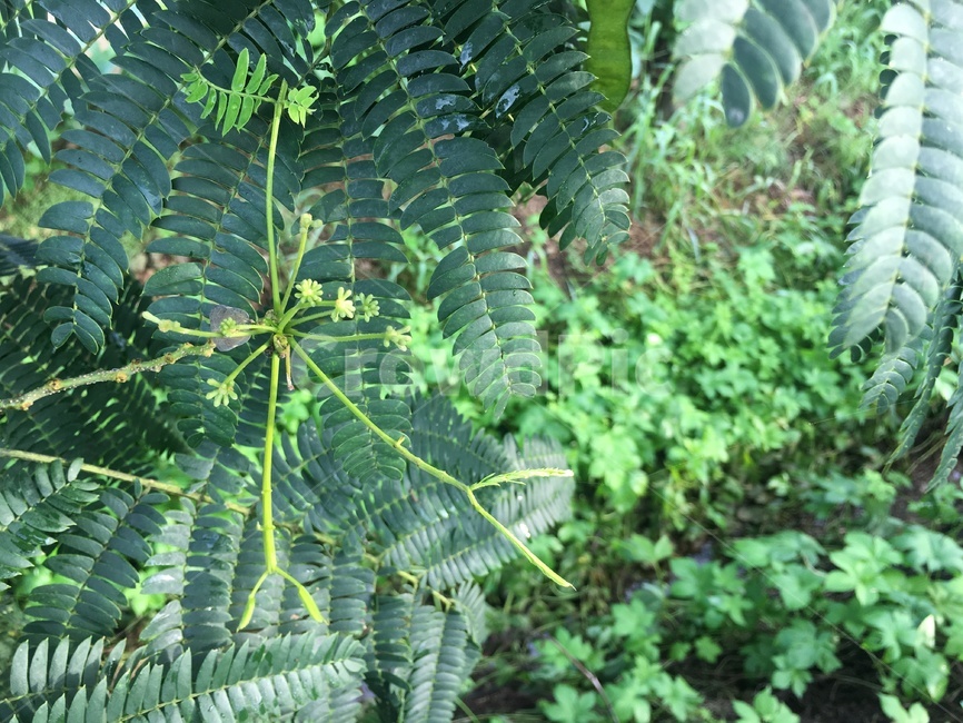 자연,녹색,그린,잎,식물,green,야외,교외,잎사귀,leaf,아웃포커싱,outfocusing,nature,plant,vegetation,botanical