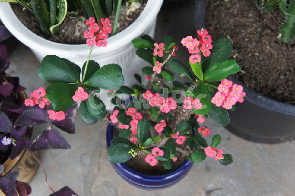 꽃기린,화분,꽃,crownofthorns,flower,실내용화초,화분,화초,house plant