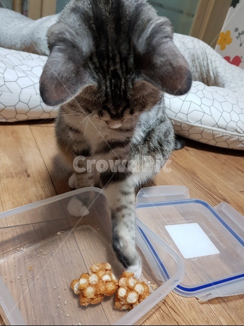 고양이,암컷,믹스묘,간식,앞발