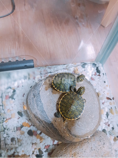 거북이,어깨동무,반려동물,동물,turtle