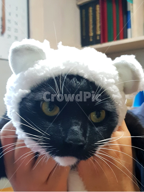 고양이,검정고양이,펫,블랙앤화이트,집고양이,집냥이,냥이,애완동물