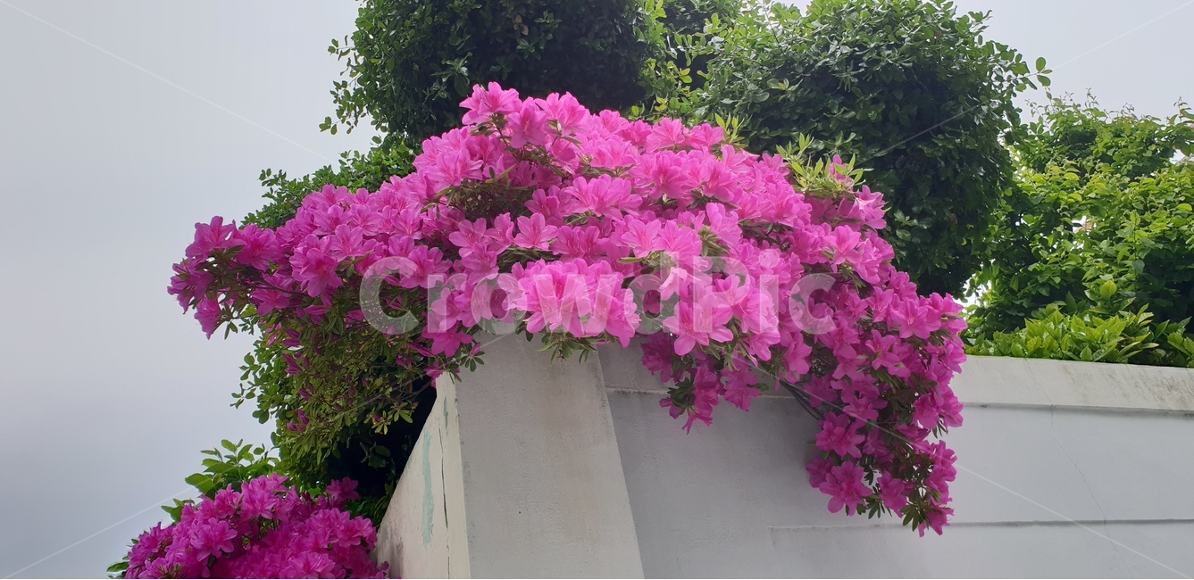 영산홍,봄풍경,봄꽃,정원,담장위꽃,식물,자연,plants,nature,꽃,flower