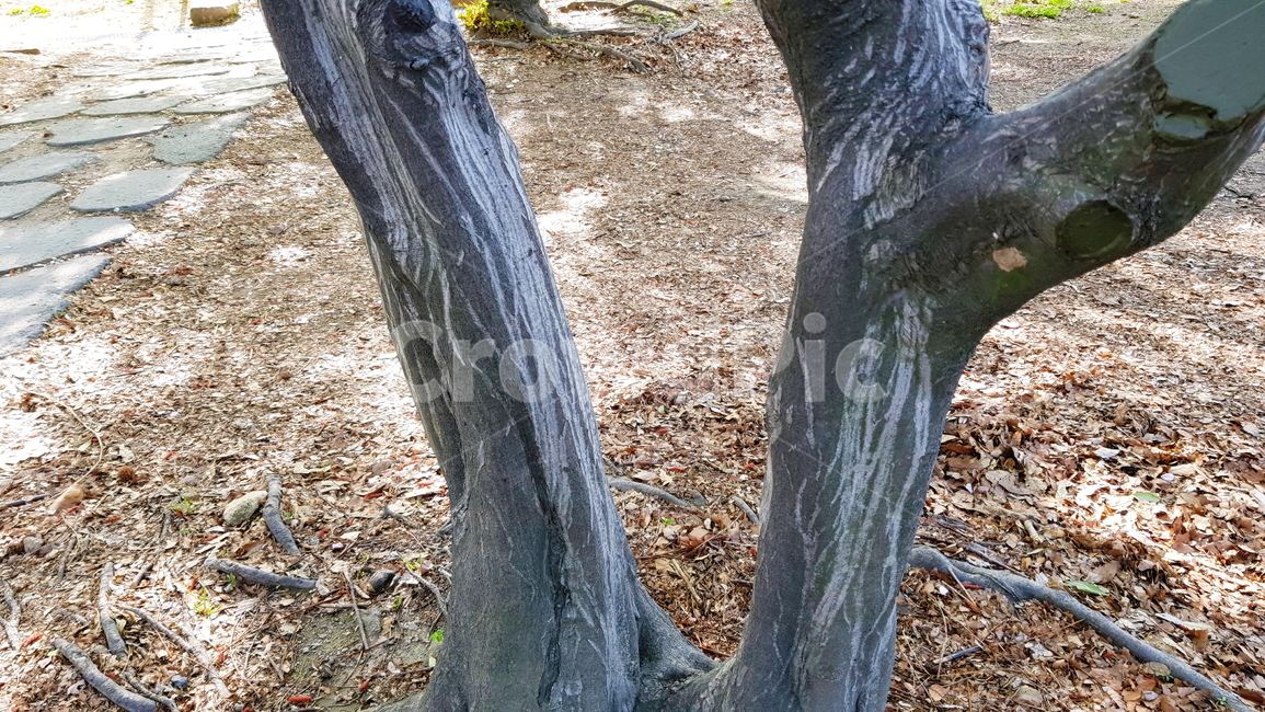 공원,나무,나무테,나무무늬,나무결,무늬,식물,자연,plants,nature,나무,trees,wood
