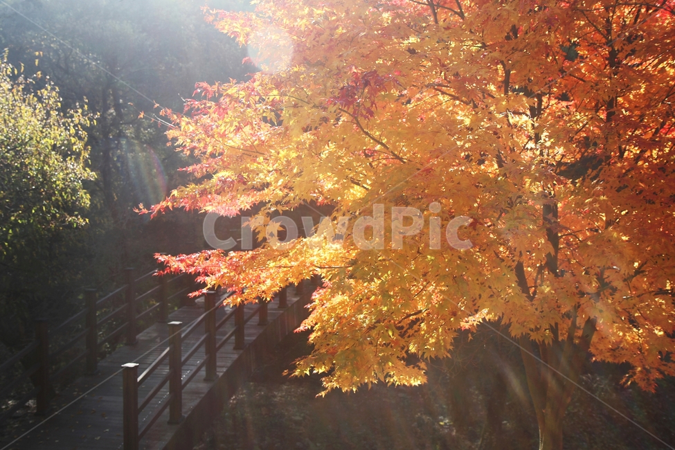 가을풍경,단풍나무,단풍나무와다리,단풍잎,감성사진,가을,계절,fall,autumn,season,식물,자연,plants,nature,나무,trees,wood,tree,plant,maple,단풍,leaf,잎