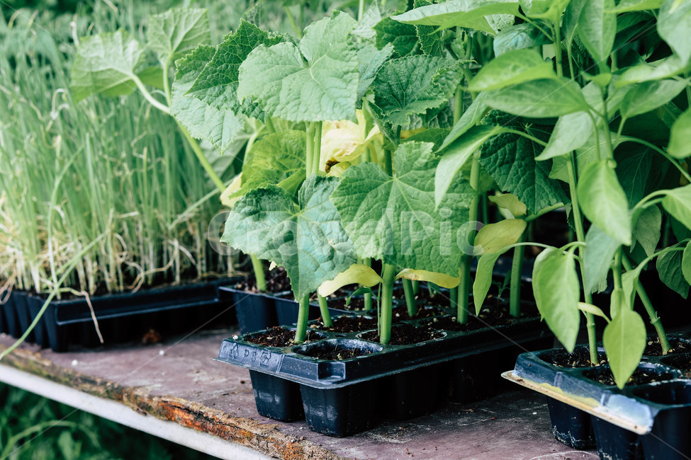 모종,농사,식물,plants,자연,농작물,농업,산업,industry,industrial,농업,농사,agriculture,farming,farming industry