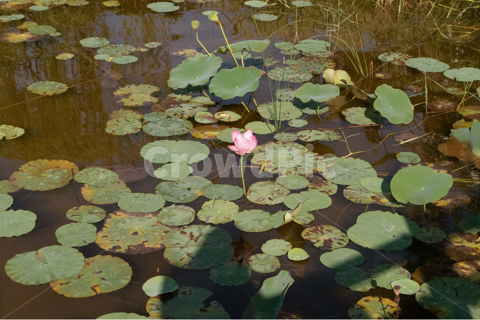 outdoors,옥외,nature,자연,flower,꽃,blossom,상동호수공원,plant,식물,호수,물,연꽃