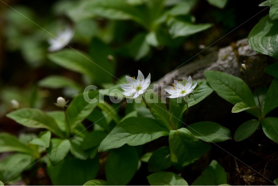 참기생꽃,야생화,식물,자연,생태,꽃,힐링,플라워,wildflower,flower,plants,nature,season,감성,느낌,emotion,feeling,앵초목,앵초과,기생꽃속,여러해살이풀,희귀식물,식물,자연,plants,nature,꽃,flower