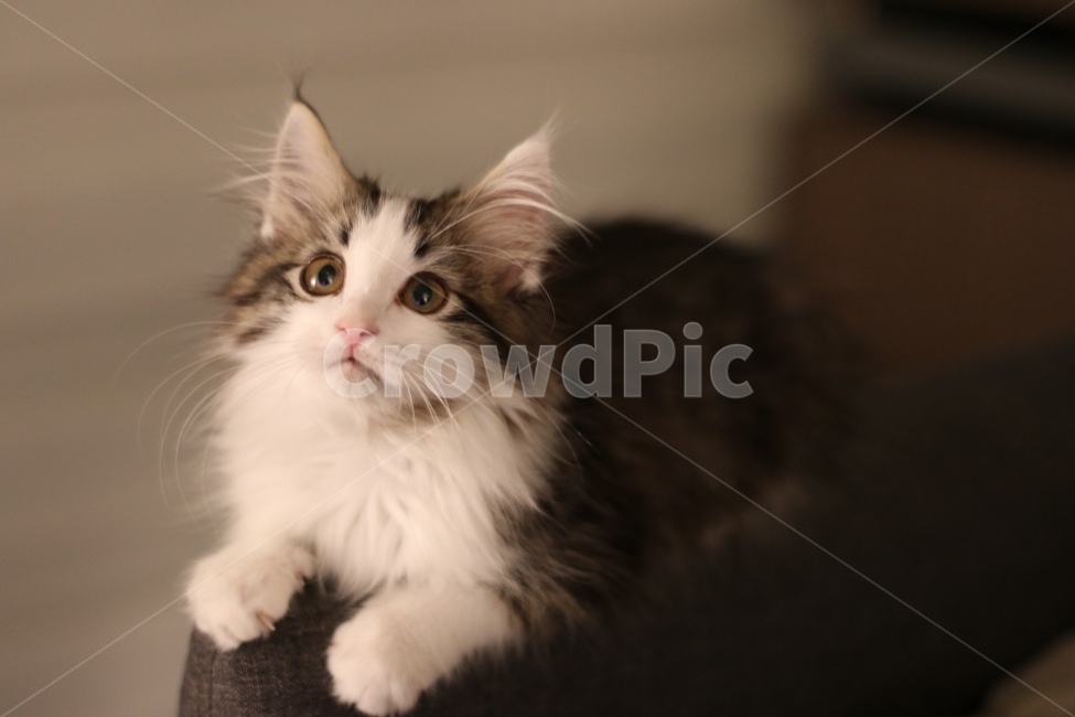 고양이,아기고양이,반려동물,냥이,애완동물,노르웨이숲,동물,animal,포유류,mammal,고양이,cat,kitten,kitty