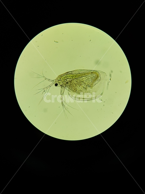 현미경,관찰,현미경관찰,microscope,현미경실험