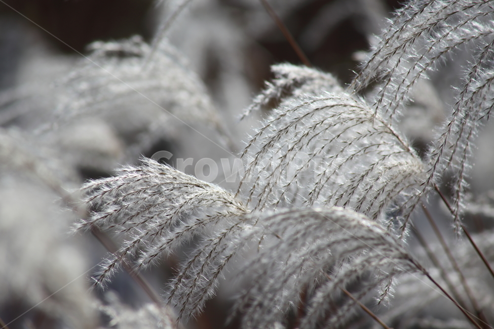 억새,꽃,식물,가을,flamegrass,가을,계절,fall,autumn,season,식물,자연,plants,nature,grass,잔디,plant,lawn,reed,갈대,bird,새,animal,동물