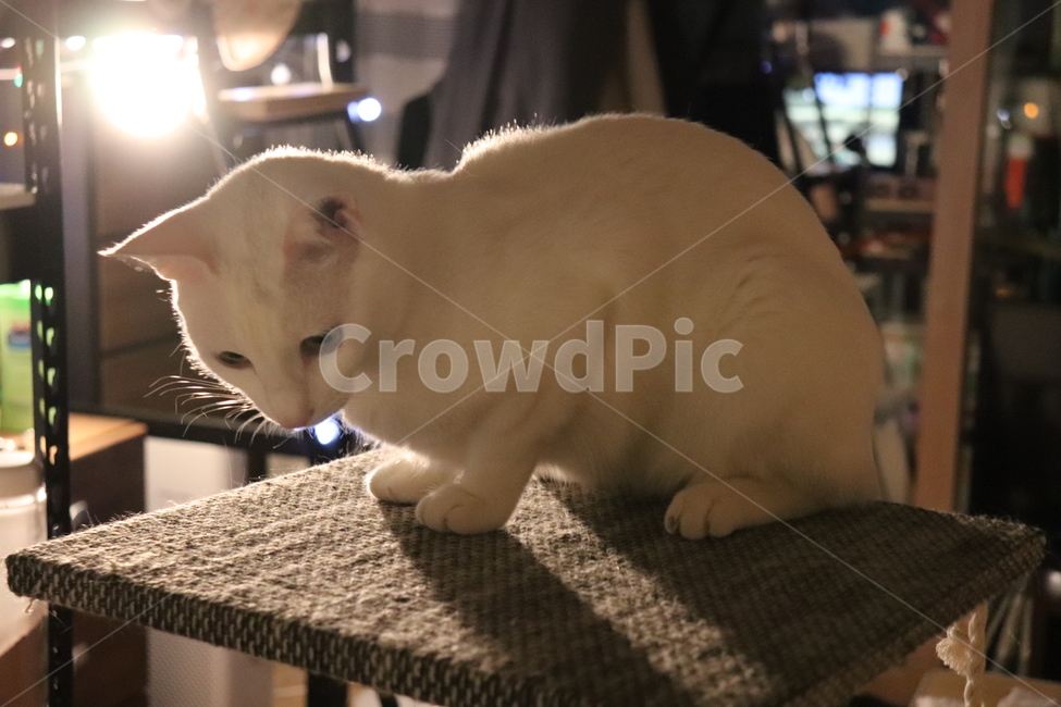 집고양이,고양이,하얀,역광,조명,웅크리다,땅을보는,동물,animal,포유류,mammal,고양이,cat,kitten,kitty