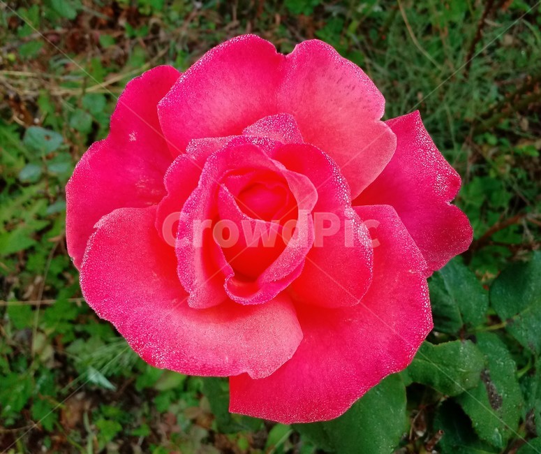 장미,꽃,식물,plant,flower,rose,식물,자연,plants,nature,꽃,flower