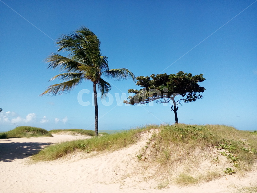 배경화면,분위기,자연,감성,바탕화면,natural,wallpaper,나무,모레,tree,해변,beach