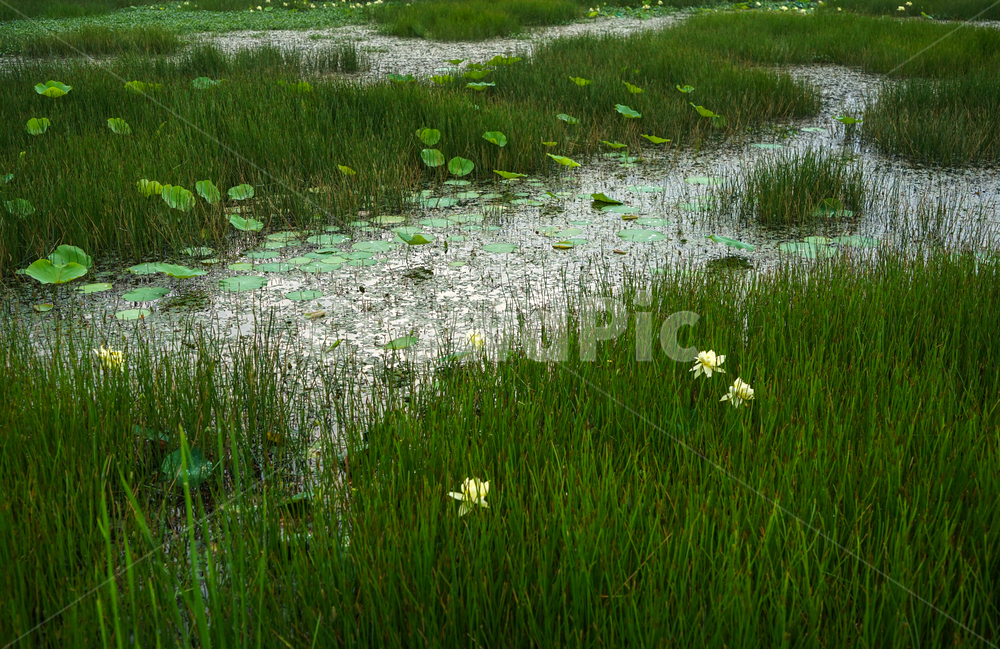 연,연꽃,연밭,수생식물,식물,자연,자연,풍경,nature,landscape,outdoors,옥외,land,땅,water,물,swamp,늪,bog,변소,marsh,습지,grassland,목초지,field,들
