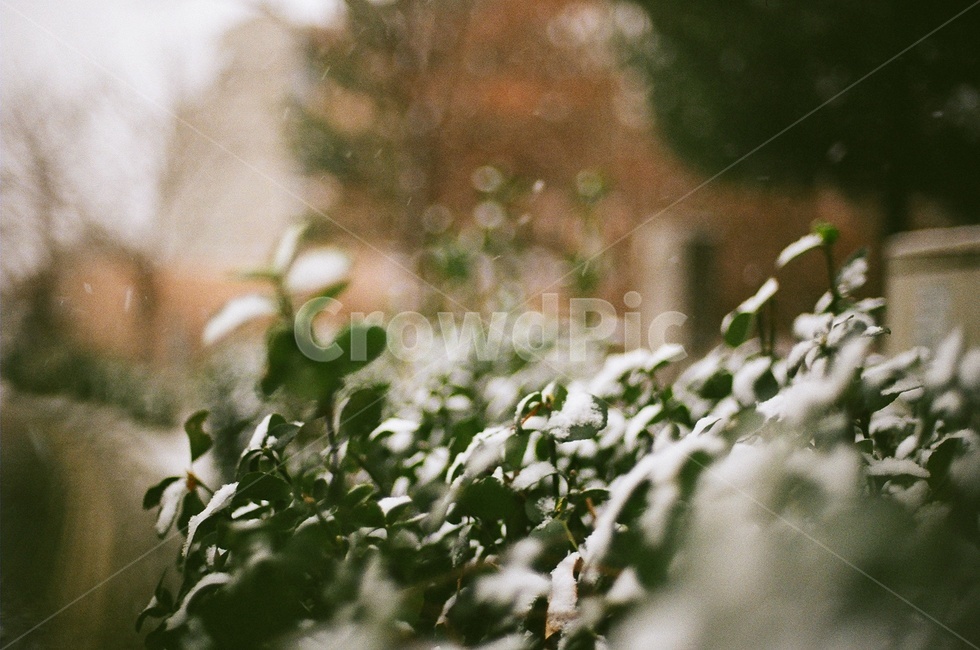 눈사진,겨울사진,겨울풍경,눈오는날,눈꽃,필름사진,필름카메라,nikonfm2,snow,winter,filmcamera,filmphotography