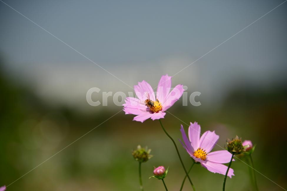 코스모스,가을,자연,꽃,꽃잎,식물,plant,plower,가을,계절,fall,autumn,season,식물,자연,plants,nature,꽃,flower,daisy,데이지,blossom,daisies