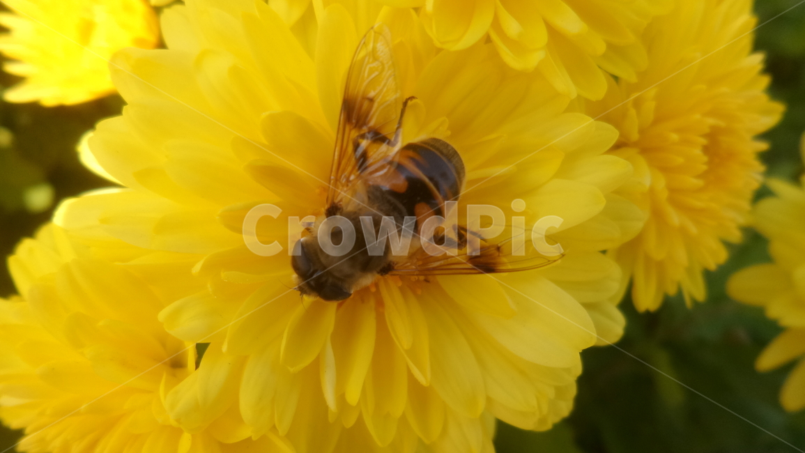 벌,곤충,절지동물,꿀벌,일벌,여왕벌,수벌,식물,자연,plants,nature,꽃,flower,동물,animal,곤충,벌레,insect,bug