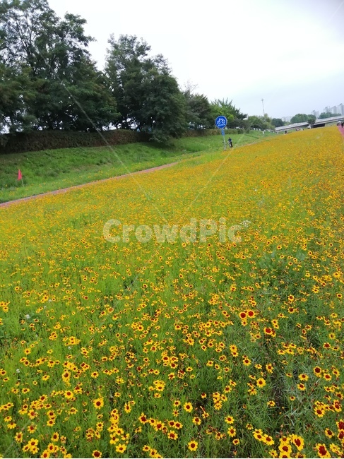 자연,nature,들,꽂들판,노랑