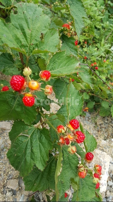 산딸기,야생,복분자,시골,여름,채집,딸기,식물,자연,plants,nature