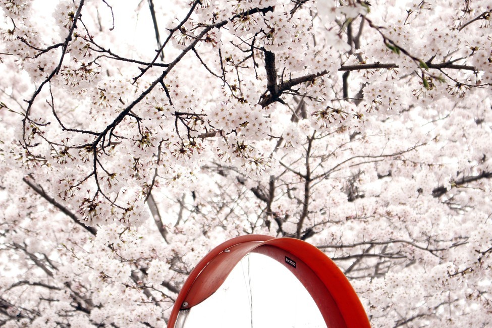 봄,계절,사계절,꽃피는,따듯한,벚꽃,꽃,만개,산책,spring,cherryblossome