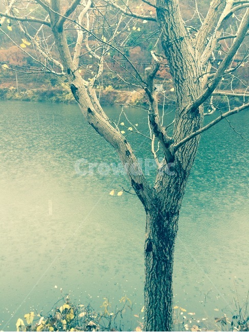 나무,겨울,호수,winter,풍경,식물,자연,plants,nature,나무,trees,wood
