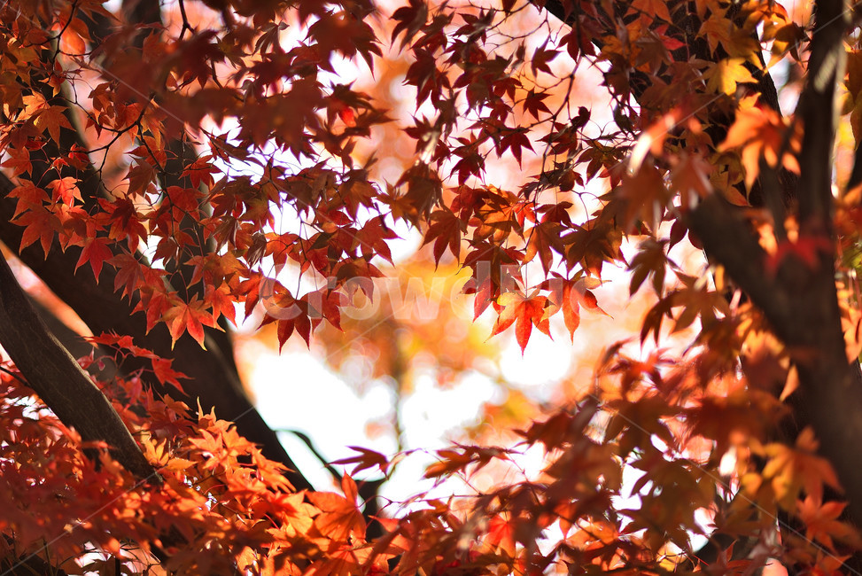 단풍,단풍잎,식물,단풍나무,가을,붉은,가을,계절,fall,autumn,season