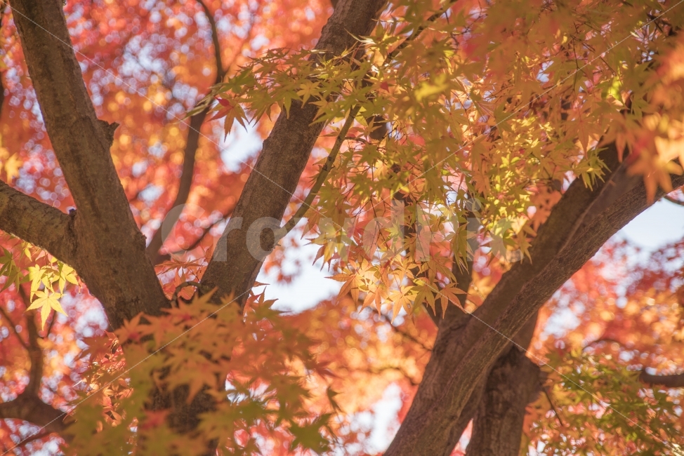 풍경,단풍,나무,단풍나무,가을,가을,계절,fall,autumn,season,식물,자연,plants,nature,나무,trees,wood,leaf,잎,plant,tree,maple