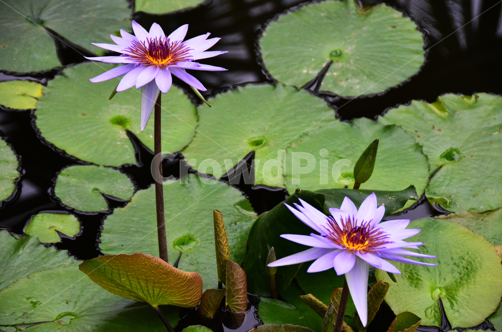 연꽃,lotus,lotuspond,연못,연꽃연못,꽃,flower,초록,보라,식물,자연,plants,nature,꽃,flower