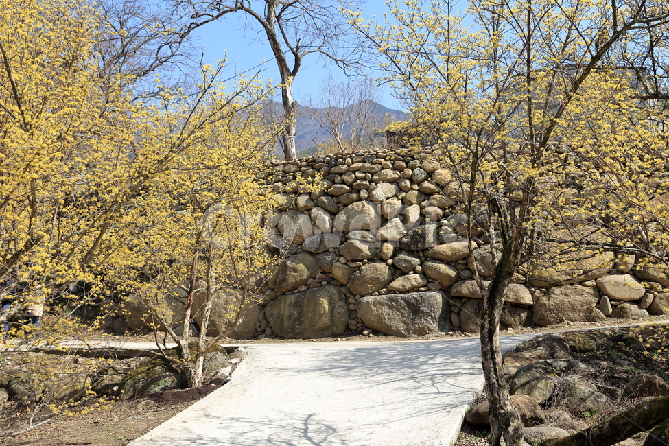 구례,하동,구례산수유축제,산수유,산수유꽃