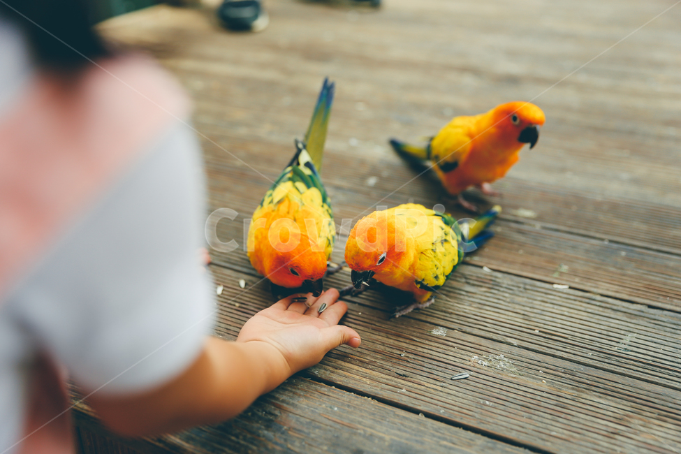 먹이,새,버드파크,손,체험,동물,animal,조류,새,birds