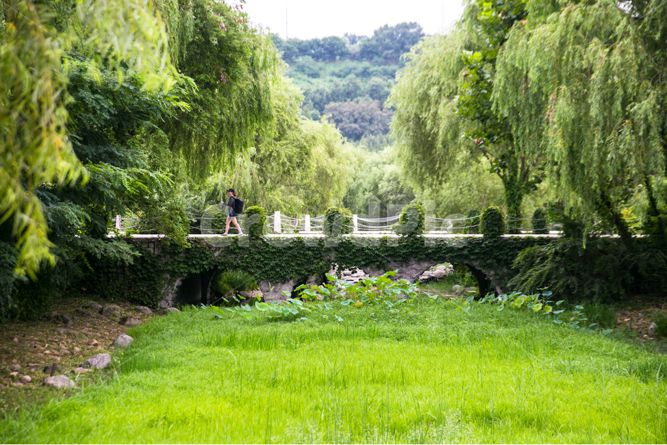 여름,푸르름,우거짐,더위,울창함,자연,풍경,nature,landscape,grass,잔디,plant,식물,outdoors,옥외