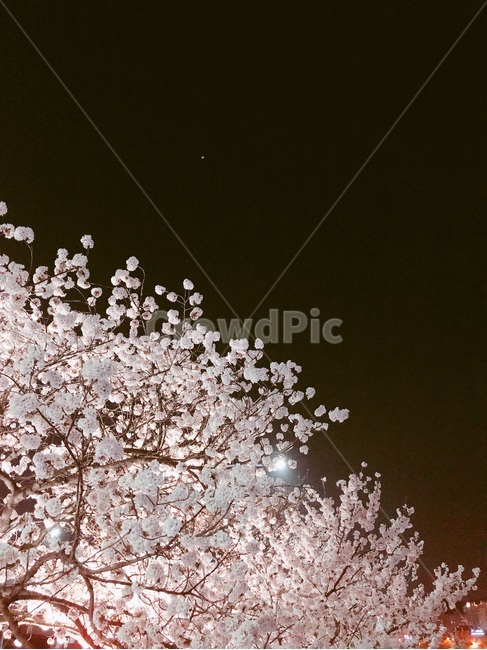 벚꽃,야경,산책로,공원,봄풍경,감성사진,봄,계절,spring,season,야경,밤,풍경,nightscape,night,landscape,blossom,꽃,cherry blossom,flower,plant,식물
