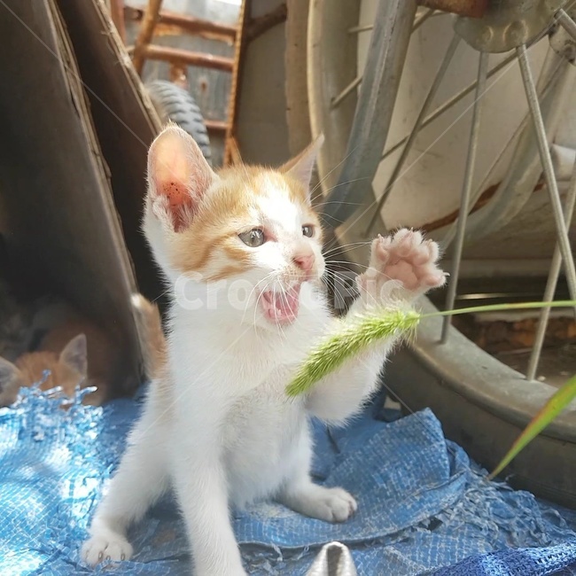 고양이,짜증,화남,발바닥,강아지풀