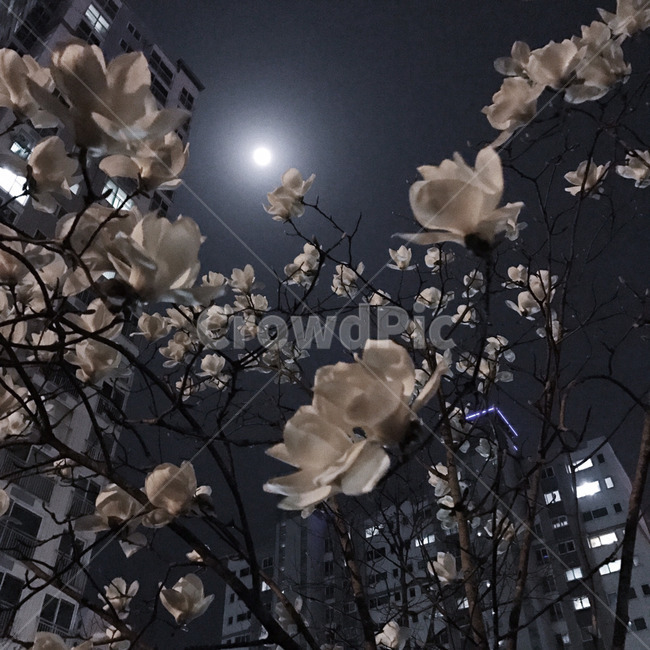 flare,플레어,빛,nature,자연