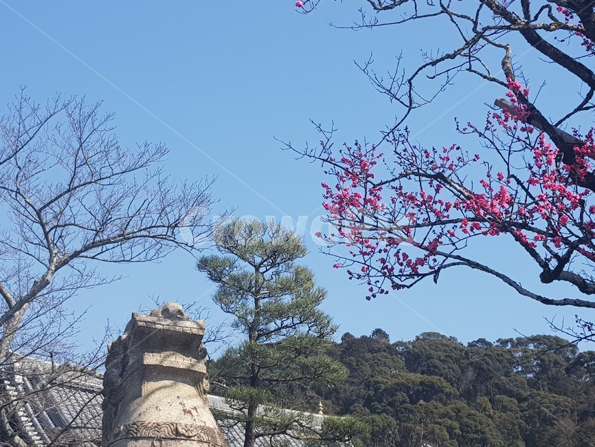 오사카,교토,풍경,매화,봄,봄,계절,spring,season,자연,풍경,nature,landscape,plant,식물