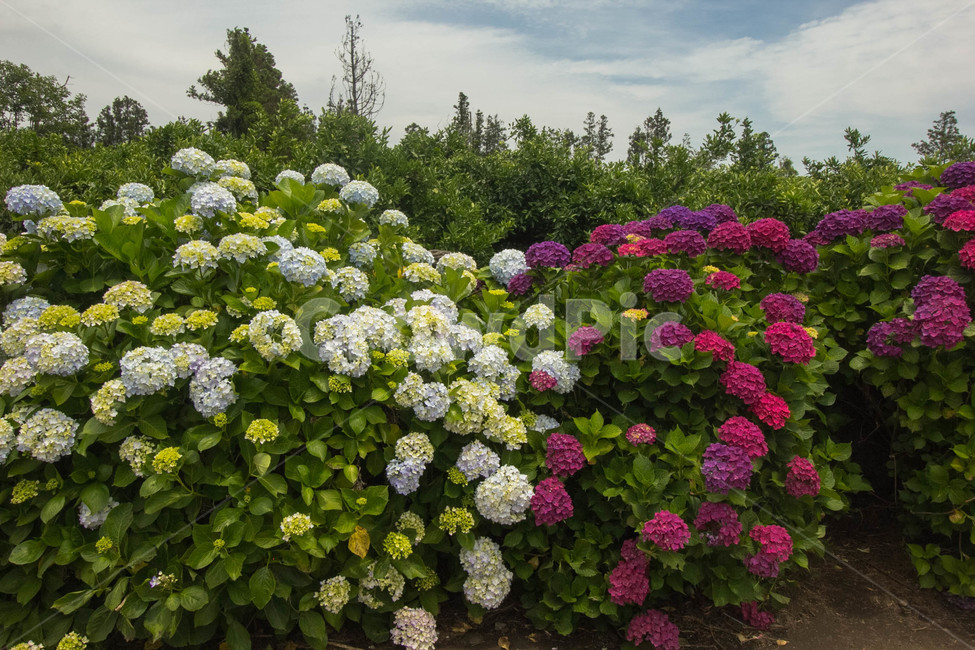 수국,수국꽃,flower,hydrangea,풍경,보라수국,꽃