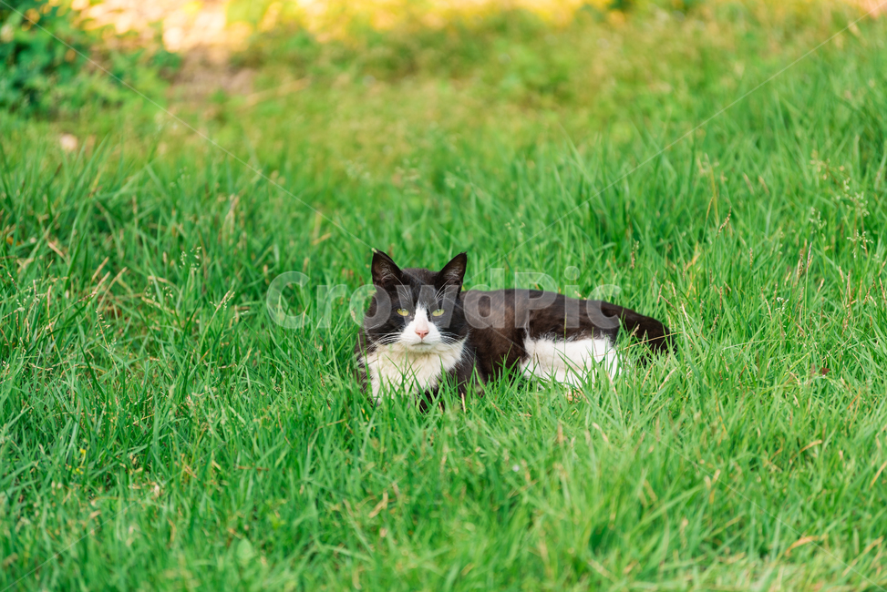 고양이,캣,냥냥이,길고양이,삼색이,치즈냥,냥,cat,동물,동물,animal,포유류,mammal,고양이,cat,kitten,kitty