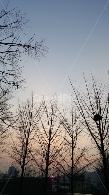 겨울,노을,일몰,석양,sunset,magichour,winter,개와늑대의시간,실루엣,자연,풍경,nature,landscape,실루엣,그림자,silhouette,shadow
