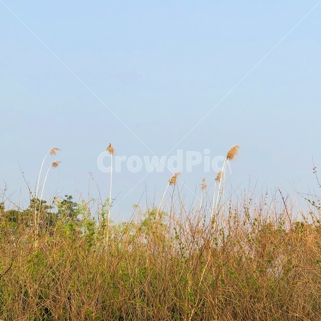 자연,풍경,갈대,풀,하늘,자연,풍경,nature,landscape,식물,plants,grass,잔디,plant,lawn,reed